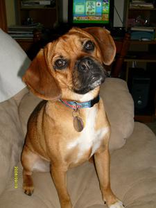 Puggle Wrigley