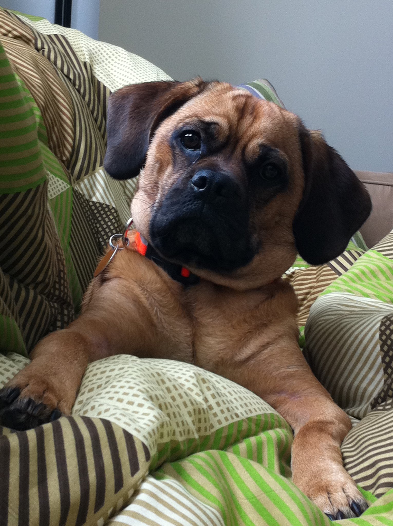 Puggle Rocco