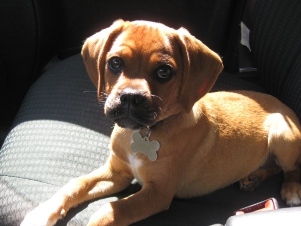 chihuahua beagle pug mix pug beagle chihuahua mix breeds picture chihuahua beagle pug mix pug beagle chihuahua mix breeds picture