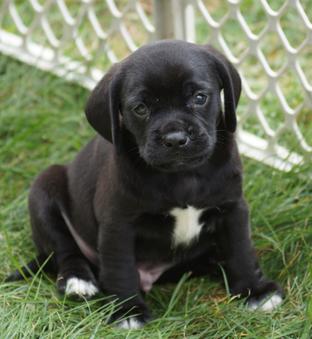 Baby Black Puggle Boy