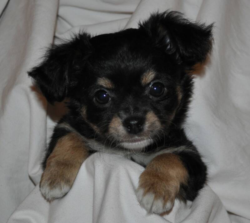 brown long haired chihuahua puppy. rown long haired chihuahua