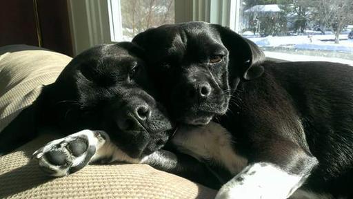 Black Puggles 