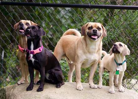 Puggle Puppies