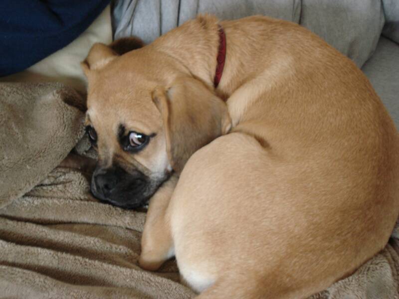 This is Isabelle a Puggle showing just hwo snuggley they like ot be. 