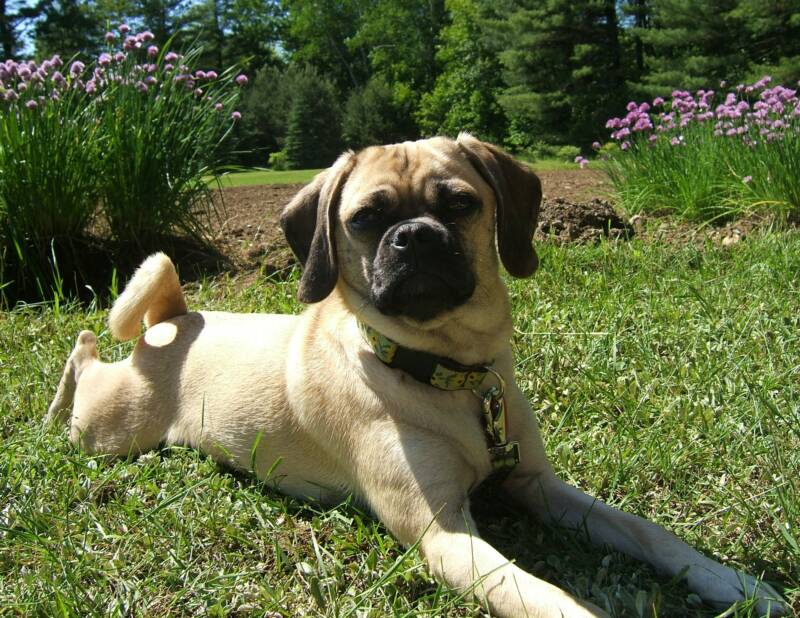 Most of our Puggles can be caught laying like Their father Buster the Pug. Legs stait back almost like a frog. 