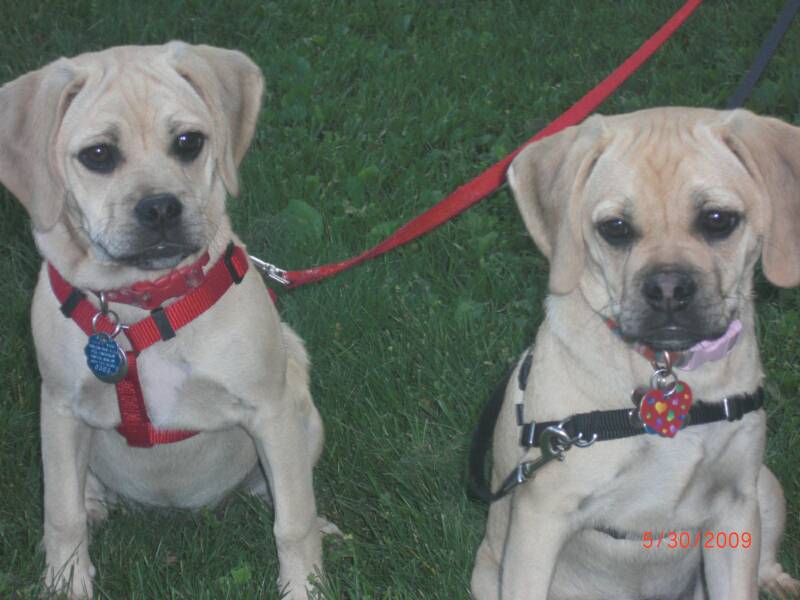 Some of Our Puggles are lucky enough to play with each other because they where bought each by family members. As these girls get to. 