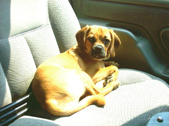 This Puggle loves care rides. 