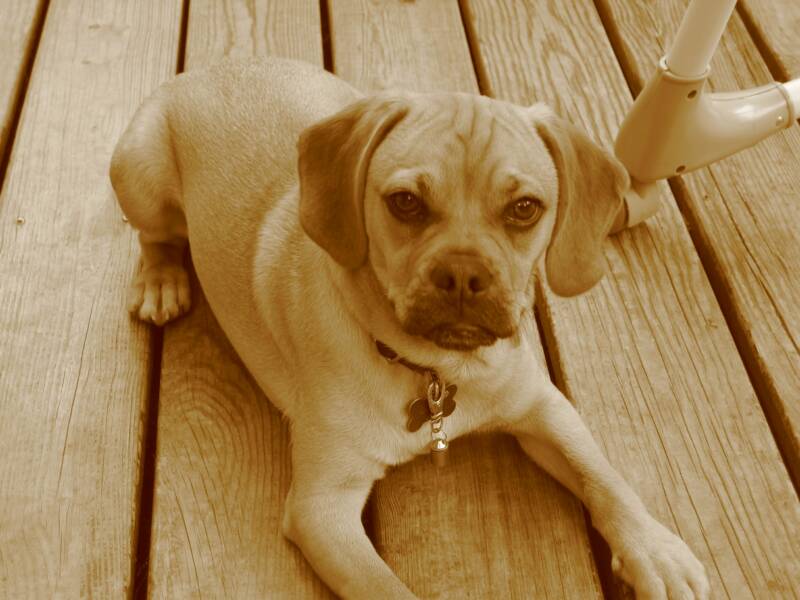 Deniro, one of our first Puggle Boys. 