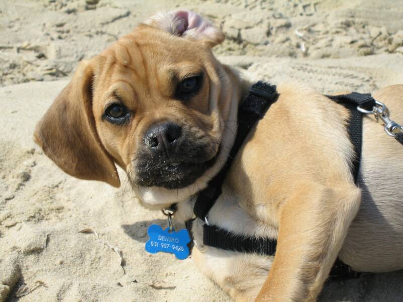 Puggles at the Beach Perfect for any family occasion 