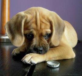 Puggle Puppy