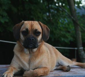 Puggle relaxing