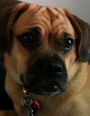 Puggle Pup